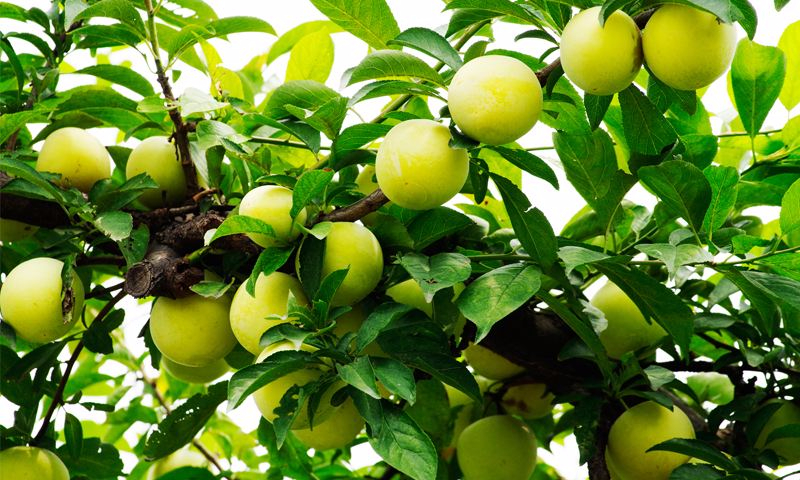 开云真人娱乐平台案例展示二